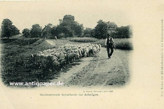 1901 heimkehrende Schafherde
